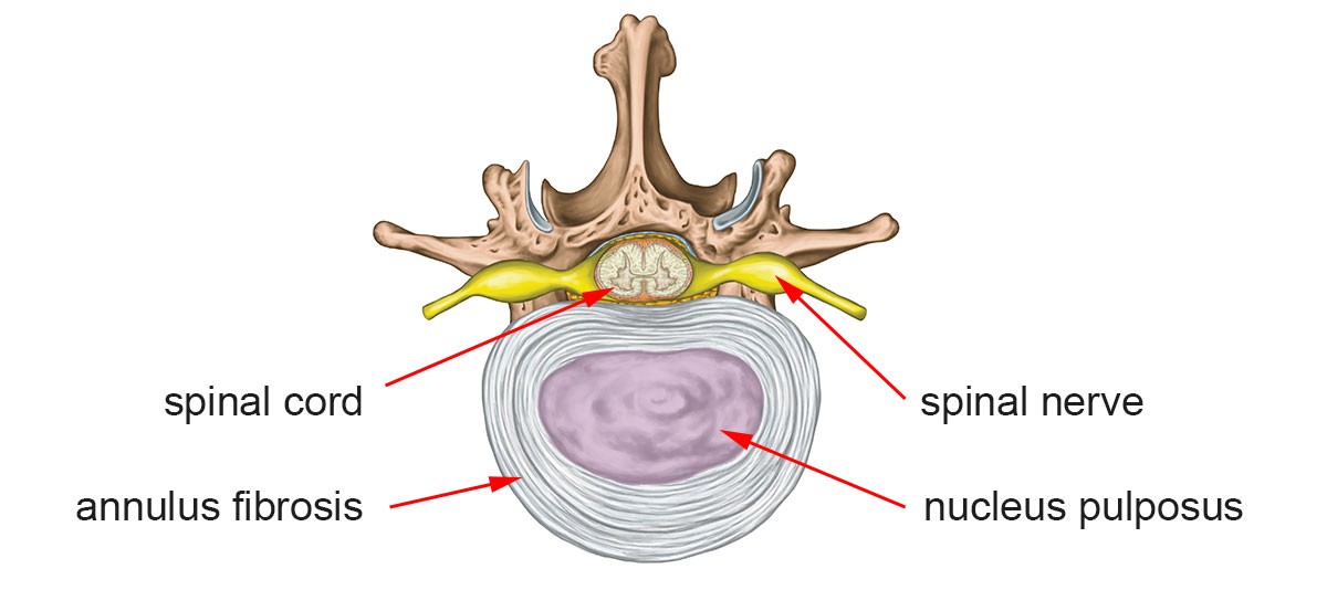 Normal Spinal Disc